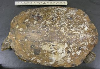 Media type: image; Herpetology R-46678